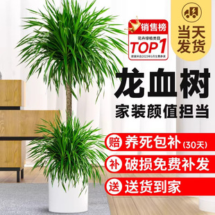 ��Ѫ�����ԾGֲ�҃ȴ��Ϳ͏d���辰�滨���F��횘��k�������ֲ��