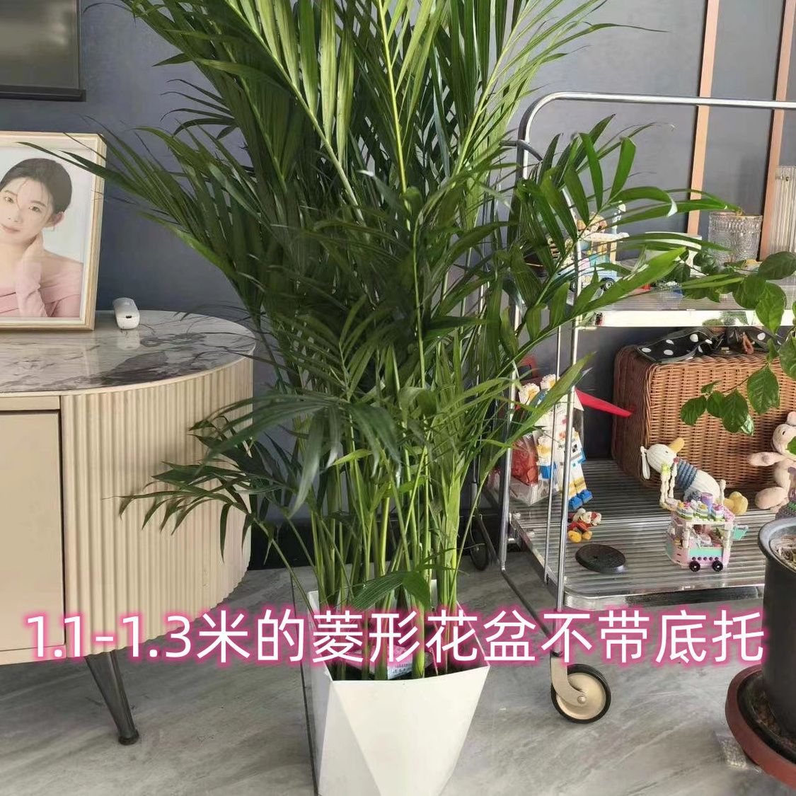 105cm-120cm (핫셀링 모델)