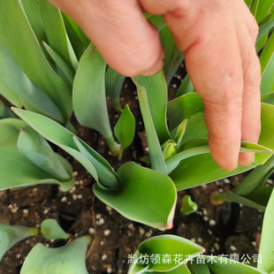 Ornamental Florals Wholesale with Buds, Tulip Seedlings, Potted Plants, Various Colors of Seasonal Florals and Tulip Seedlings