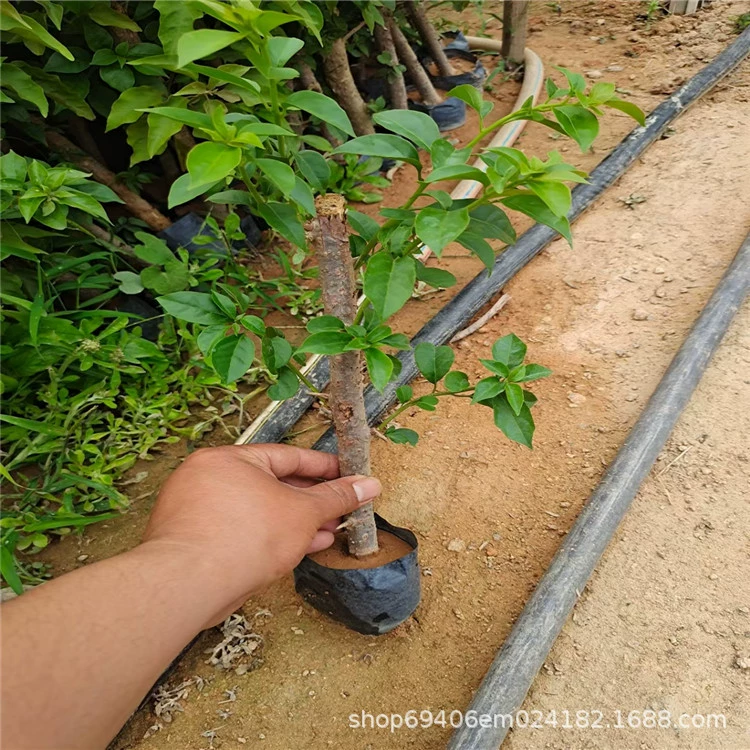 Прямая продажа рассады бугенвиллии в сельском хозяйстве: зеленая вишня, красная вишня, четырехсезонная красная, китайская красная, фиолетовая, юньнанская фиолетовая, кластер Маси, красная и желтая.