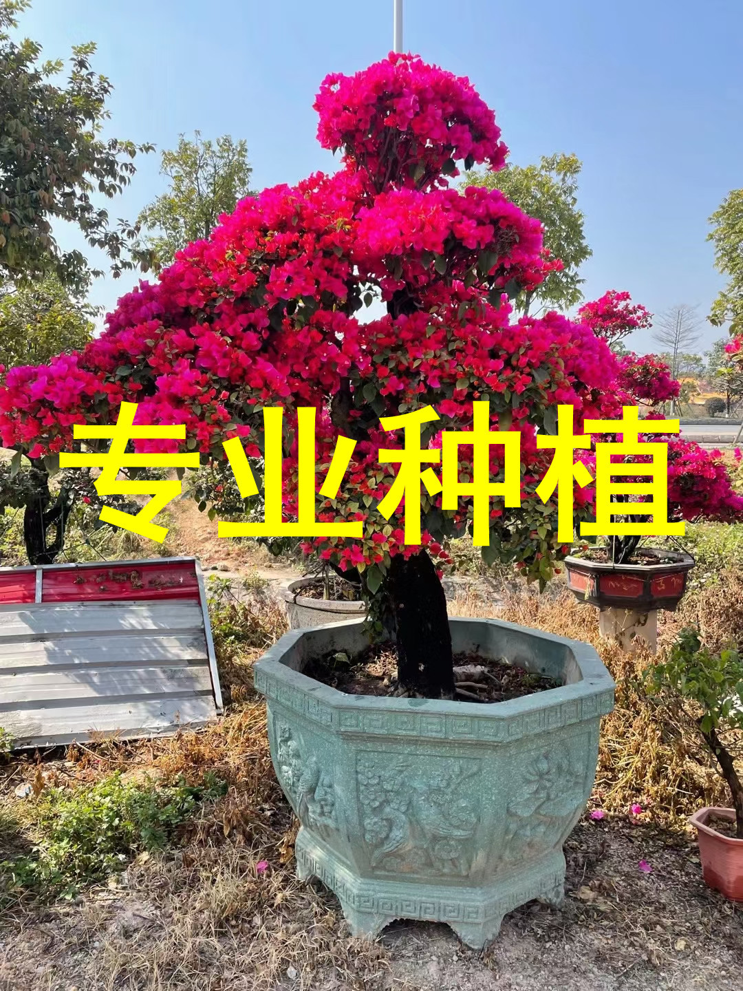 四季红中国红同安红造型三角梅树桩盆景 勒杜鹃九重葛叶子花老桩