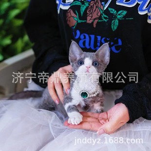 ��ë����؈��؈���w�ڱ�����С؈������Į�ͫ�x���۲���ë؈��؈