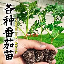 �ļ��������玧�����t�����}Ů�����ϱ����Nֲ�����̨�����߲���