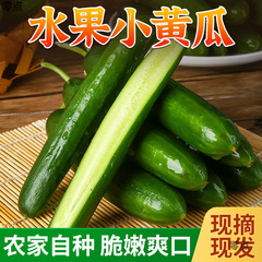 寿光フルーツキュウリ、新鮮な季節の果物と野菜、摘みたてのキュウリ、キュウリ、季節の野菜、鍋の材料