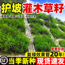 护坡固土植物灌木草籽紫穗槐种子刺槐树绿化斜山边坡高速公路草籽