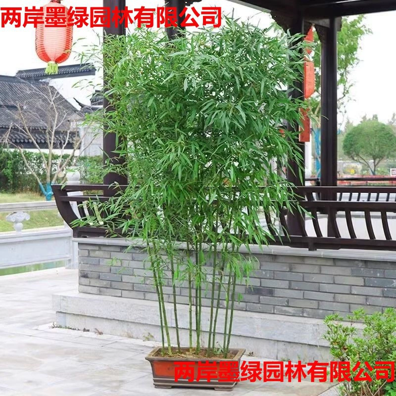 Саженцы бамбука в горшках, растения для живой изгороди во дворе, бамбуковый нефрит, инкрустированный золотом, саженцы бамбука для озеленения ландшафта, саженцы фиолетового бамбука, прямые продажи и оптовая торговля с базы.