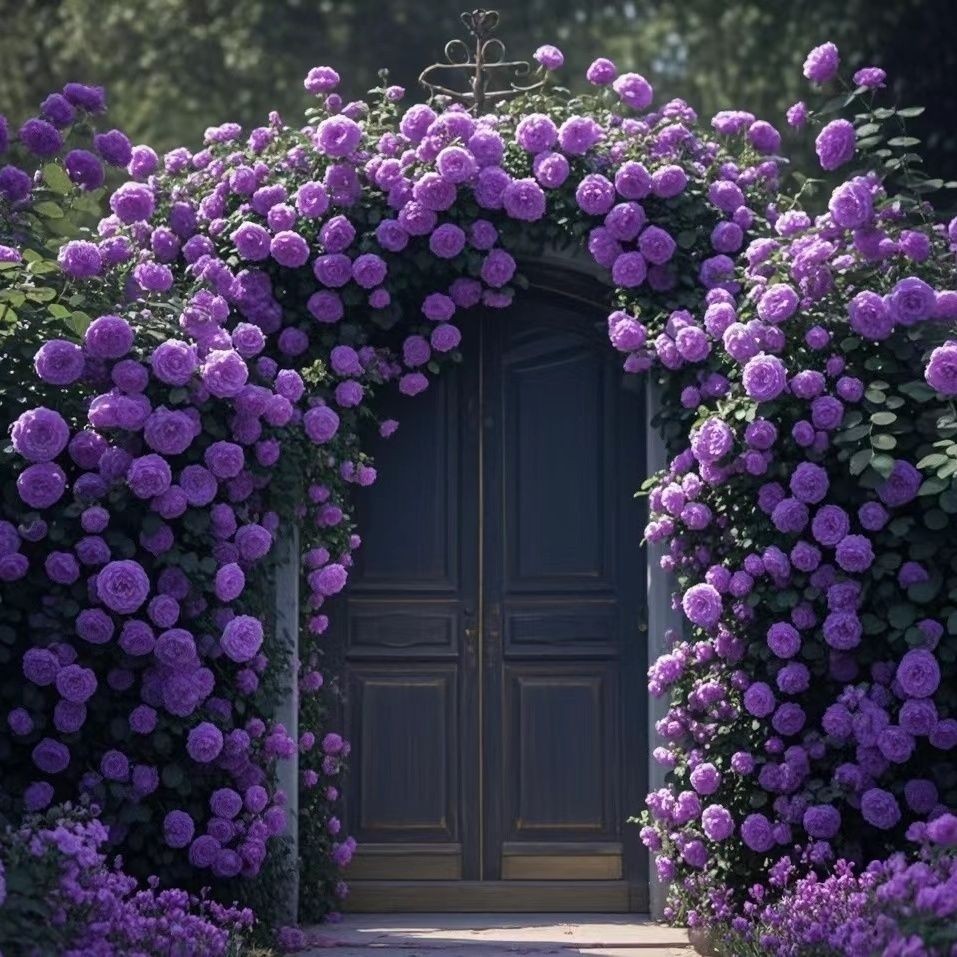 爬藤蔷薇花苗四季开花藤本月季玫瑰花庭院大花阳台花卉盆栽