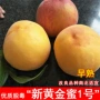 南方庭院特大种植桃树苗