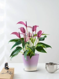 仿真花;其他装饰摆件;医具玩具