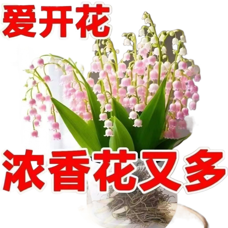 Ahora excave un perfume de alta calidad, lirio de los valles, alta tasa de supervivencia, balcón con brotes, patio interior, bueno para alimentar las plantas verdes que florecen en todas las estaciones