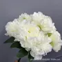 多色拍摄牡丹假花