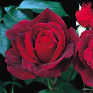 Dropshipping Mr. Lincoln's Rose Flower Seedlings Potted Extra Large Flowers Fragrant All Year Round Courtyard Balcony Cut Flower Roses