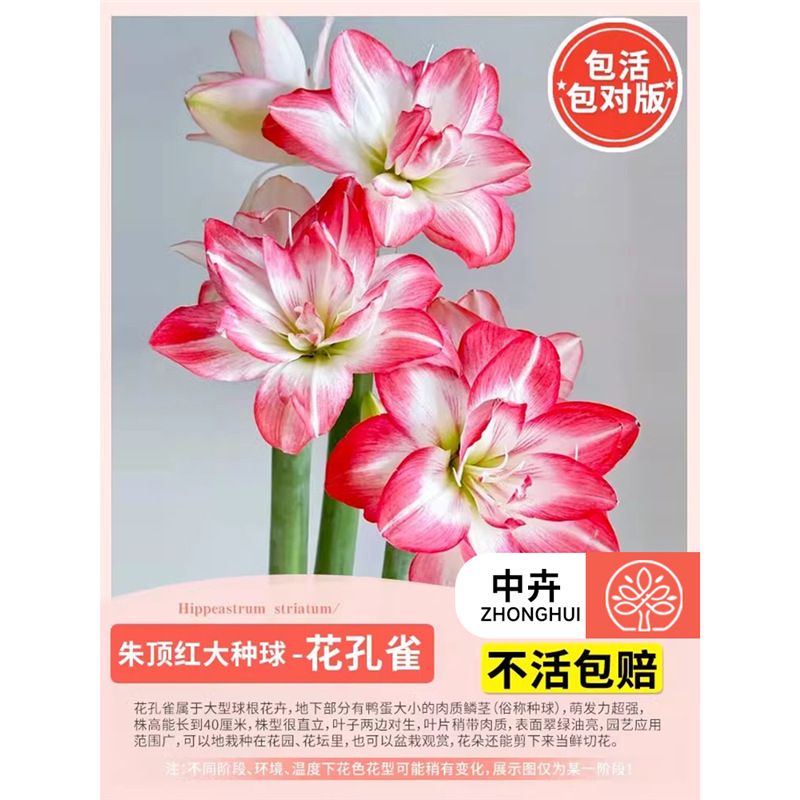 Amaryllis big bulb flower peacock】