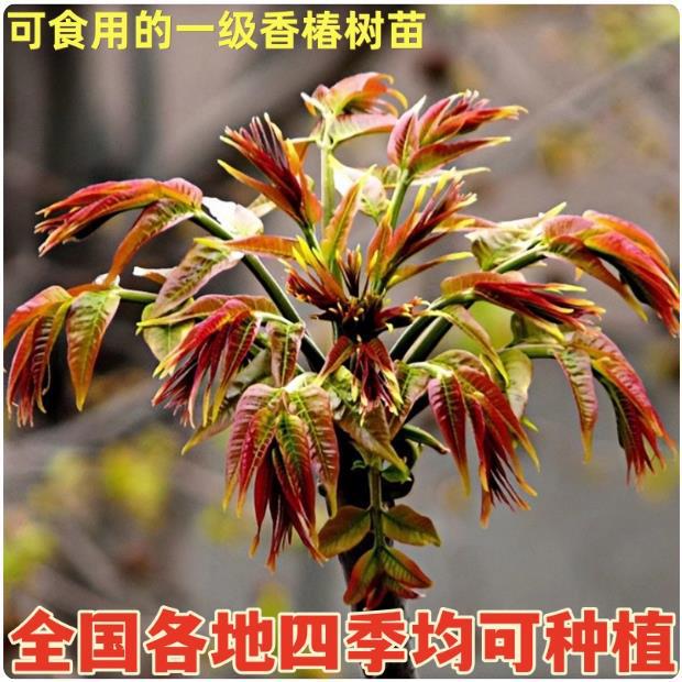 Buddleia Saplings for Northern and Southern Gardens, Potted or Ground Planting, Edible Red Oil Budleia Saplings, High-Yield, Bear Fruit in the Same Year Buddleia Saplings for Northern and Southern Gardens, Potted or Ground Planting, Edible Red Oil Budleia Saplings, High-Yield, Bear Fruit in the Same Year