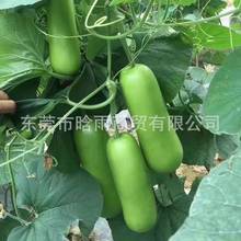 ���۴�����ӹϷN���L�����r�߲˷N��ˮ�ϰ׹ϱ����ļ��߲˷N��