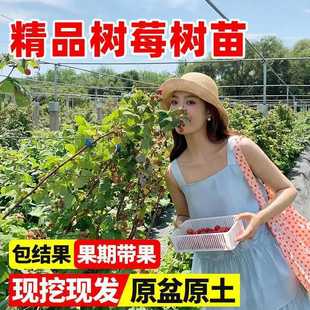 Raspberry Large Fruit Double Season Red, Yellow and Black Raspberry Seedlings Four-Season Potted Ground Planting North and South Planting Current Year Fruit Saplings