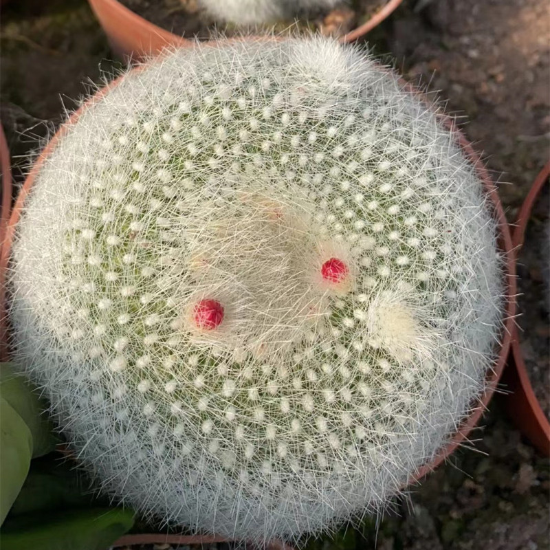 大仙人球コレクション、鉢植えの開花仙人掌、多肉植物、星兜瑞昌玉、玉龍鳳玉、玉翁|undefined