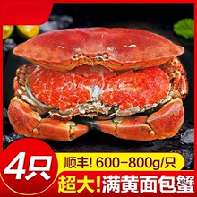 面包蟹母帝王蟹熟冻大螃蟹海蟹新鲜海鲜水产蟹珍宝蟹