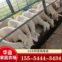 河南育肥羊養殖場現出售小尾寒羊&amp;波爾山羊&amp;黑山羊價格低包運輸