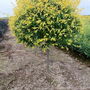 �|�����~�ܗU�� ���~����  ���~�ܵ��� �|�����C С�^�G�����