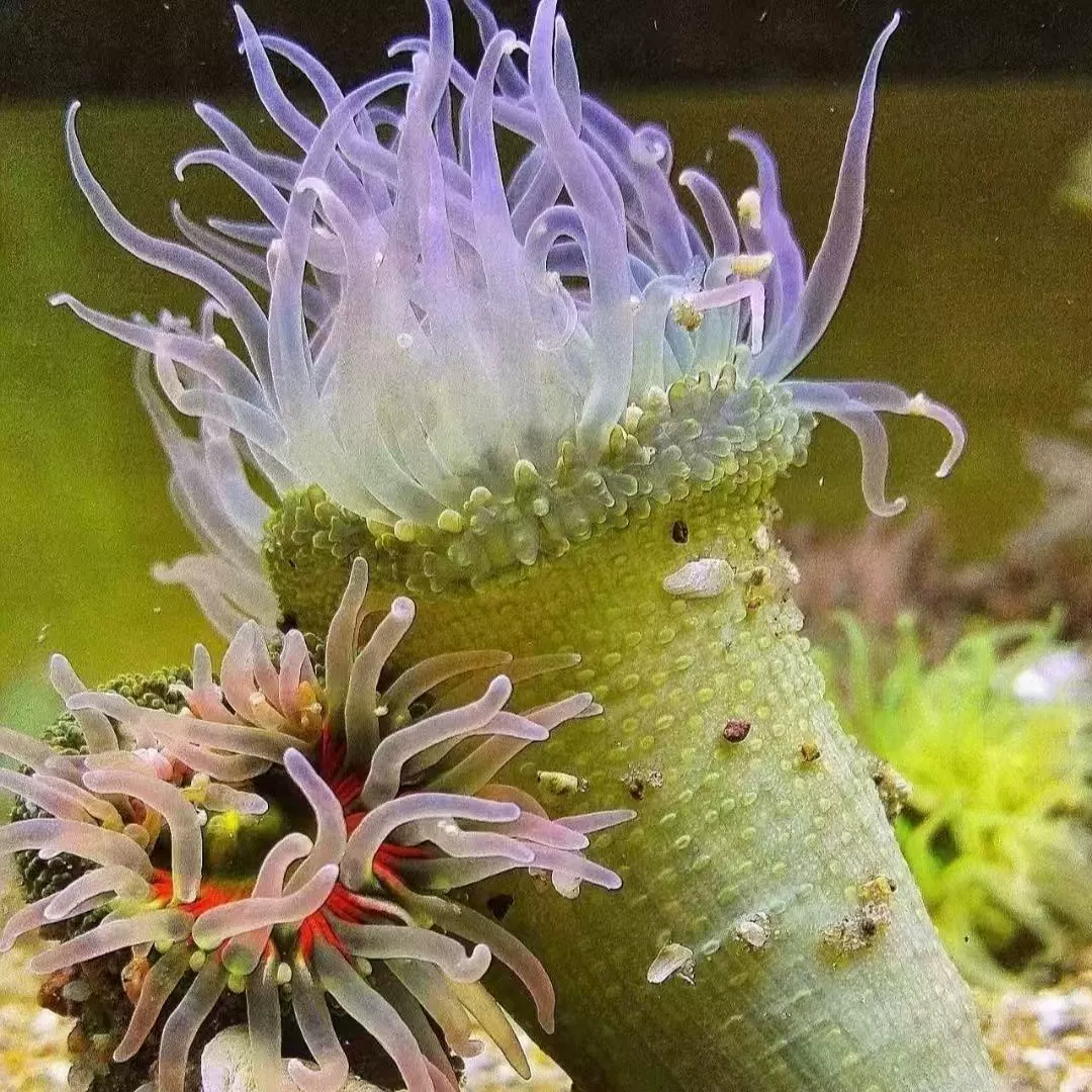 Декоративная морская анемона, анемона с зеленым камнем, анемона с вулканом, анемона с цветком вишни, анемона с зеленым бородавчатым анемоном, настольный аквариум, домашнее животное, рыба-клоун, симбиоз.