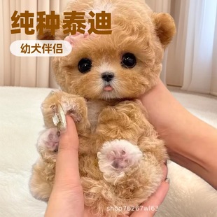 �F�eȮ����Ȯ��Ȯ���w����С�����N̩��Ȯ̩�Ϲ�̩�������pȮ��H