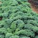 Kale Seeds, Edible Autumn and Winter Purple Vegetable Seeds, Four-Season Potted Vegetable Seedlings, Winter