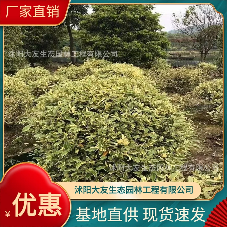 Пномпень Elaeagnus Base Оптовая Самодельные сорта Полный проект ландшафтного дизайна Озеленение рассады