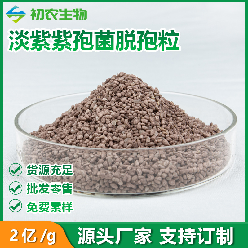 淡紫紫孢菌 脱孢粒颗粒肥料底料菌种微生物菌剂  淡紫拟青霉