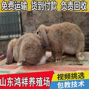 �����ó����ö����Xֻ�������l�����ó���ĸ�Â������r���������l