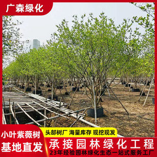 ���������ֱ�� С�~��ޱ���� �����@�־G���L������~��ޱ������