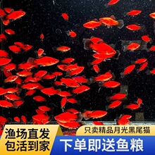 ��β�¹��~���欔���^�p�~���B�ͻ����ֺ��B̥���~����С�~�ɷ�ֳ