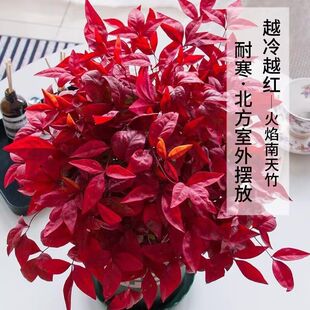 �t��ʯ���������񶬼��_�Iϲ�c�ͺ��^�~�辰���^�̨ͥԺ�t����