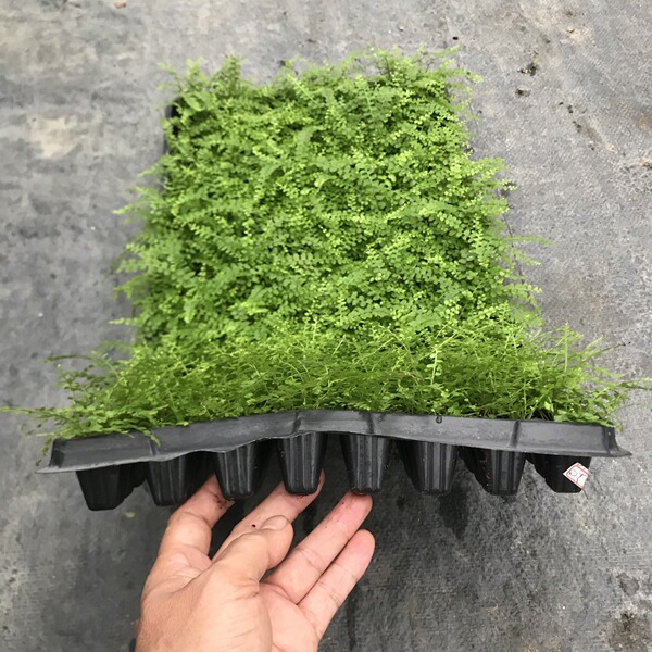 Indoor shady ornamental green plant button fern micro landscape…