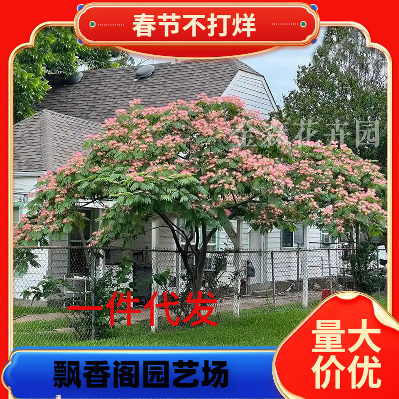 Dropshipping Hibiscus Saplings Velvet Flower Tree Silver Leaf Acacia Flower Saplings Trees Courtyard North and South