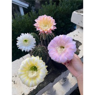 �󻨲ʲ��_�������������ƶ���ֲ���҃����̨���ܾGֲ����