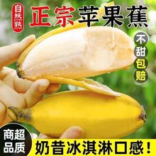 【万人好评店】正宗广东苹果蕉banana甜香蕉糯粉蕉孕妇水果整箱批