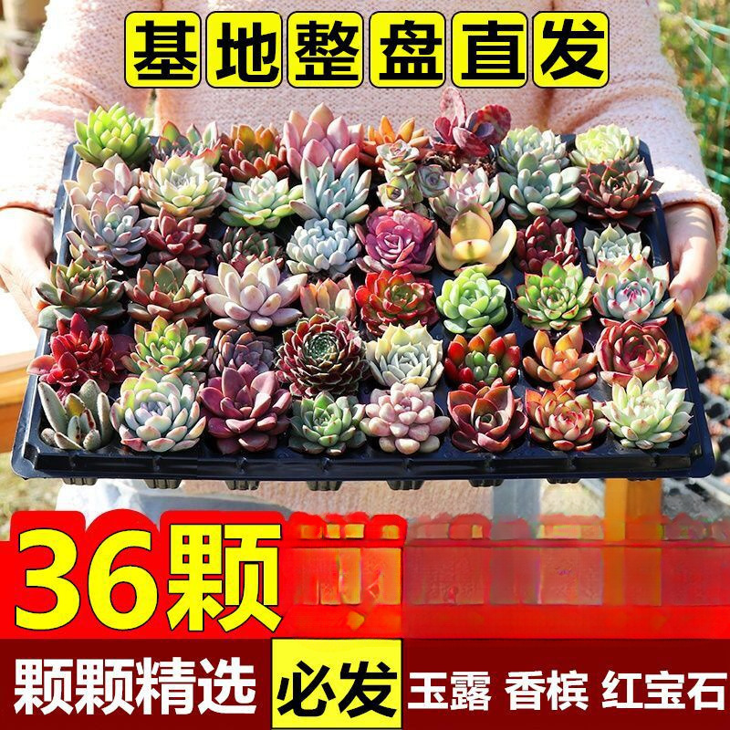 多肉植物卸売鉢植え組み合わせ花屋内ルビーエデナス高級多肉植物ガーデニング|undefined
