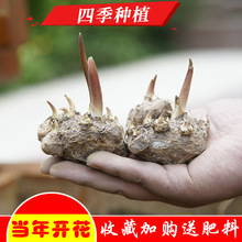 马蹄莲种球四季种易活彩色种球阳台盆栽花卉大球块根开花不断