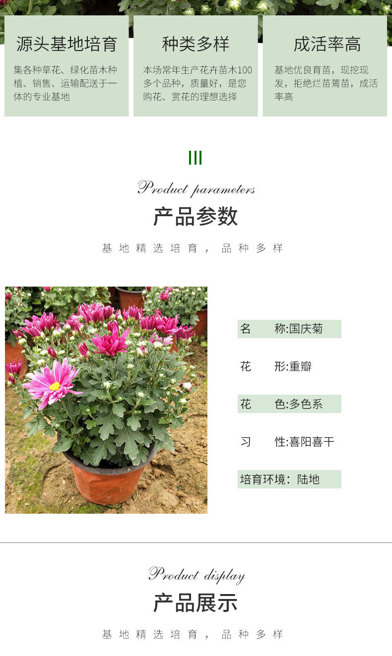 国庆菊（千头菊）详情_03.jpg