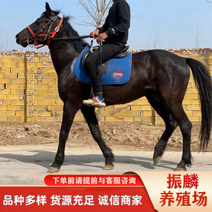 �T���R���R �Rƥ �T���R�Bֳ�����Bֳ���������U��Ѫ�R��Ѫ�R