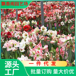 Amaryllis Red Bulb Pair Lotus Southern Clivia Indoor Potted Bonsai Soil Zhu Seed Bulb