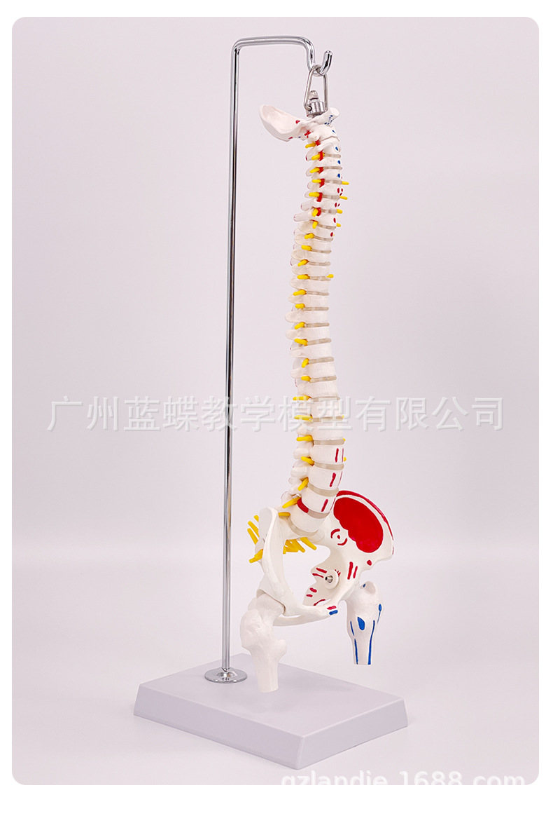 ��ʽ ���弹��ģ��45CM���Ǿ�׵��׵��׵����ɹǼ�����ɫ��ֹ��