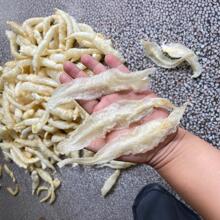 白玉小龙胶 鲜炖花胶牛奶原料 巴沙条小龙胶水发厂跟酒楼常用鱼胶
