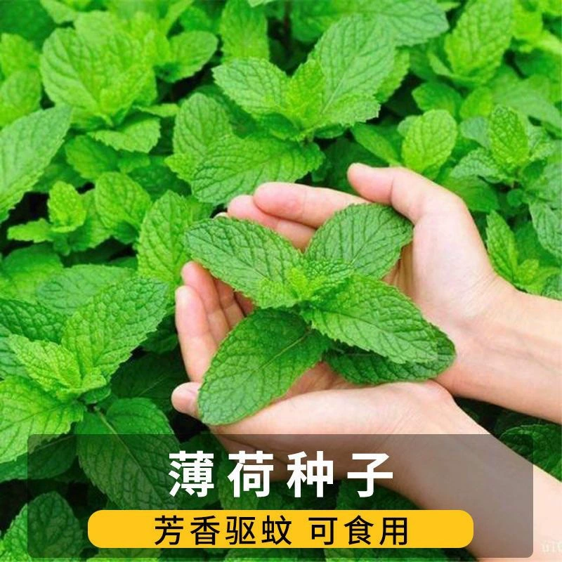 Съедобные семена Мяты Семена лимонной мяты Репелленты от комаров Цветы и растения Four Seasons Балкон Семена мяты в горшке