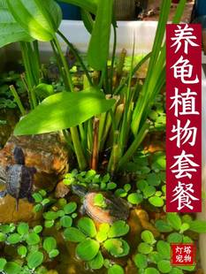 ˮ������ˮ��ͥԺ�����~��ˮ�|�ŷ��~���쾰�B�~�b��ӝ��^�Vֲ��