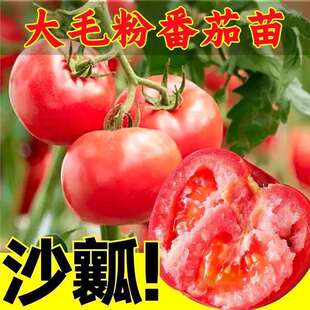 ��Ʒ�N����ɳȿ���_��˹�����������Ʒ�N�������t���̨�Nֲ