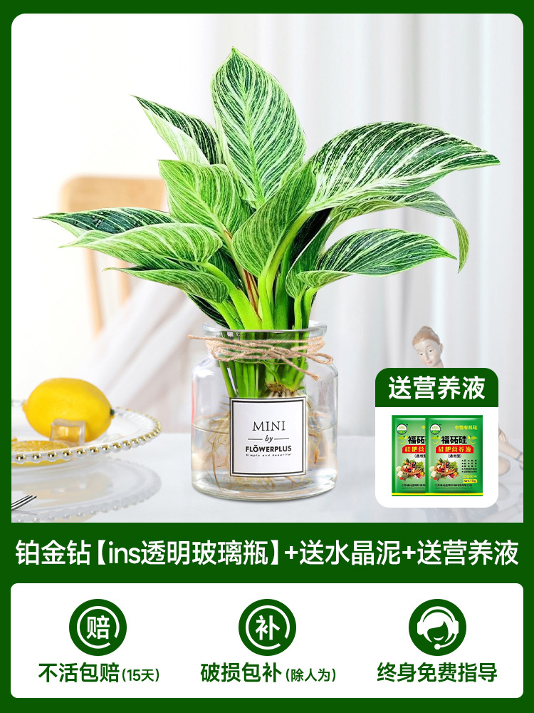 수경 백금 다이아몬드 [투명 유리병 내부] + 무료 크리스탈 머드 + 무료 영양 용액