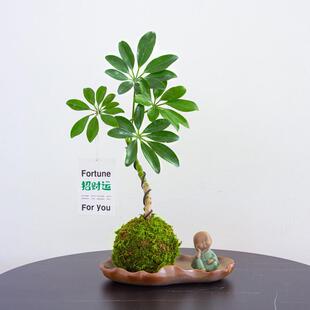 ̦�\�����_ľ����ˮ��ֲ��˷���ؔ��ؔ��Gֲ�҃ȃ����՚��辰