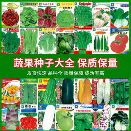 大量批发菜种 家庭园林菜种子 阳台种菜 蔬菜种子 厂家彩包菜袋装